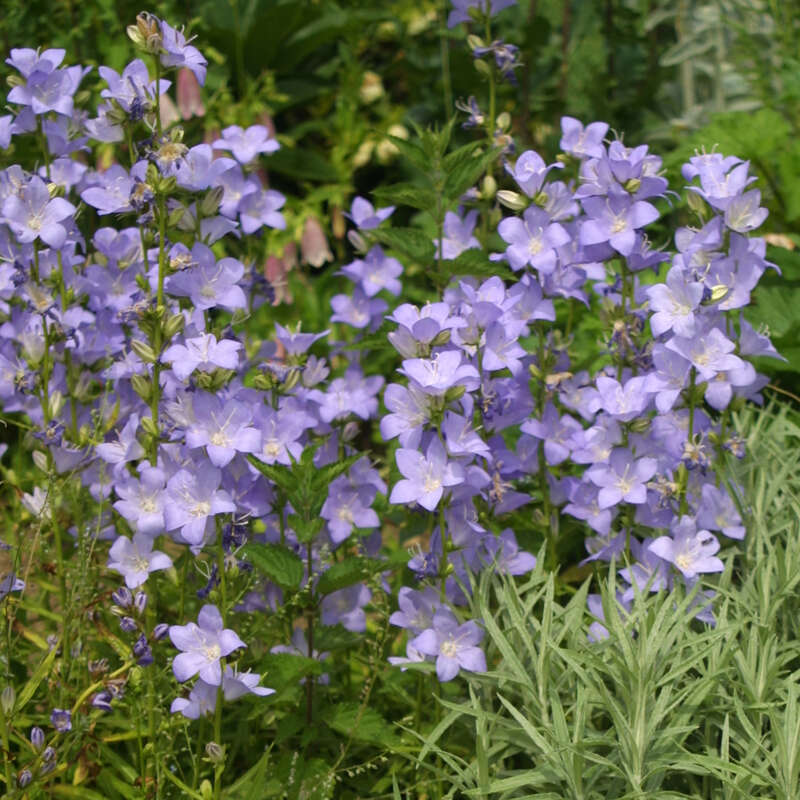 WaldGlockenblume Campanula persicifolia 'Grandiflora Coerulea' blau