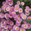 Chrysanthemum indicum 'Anastasia': Bild 2/4