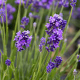 Lavandula angustifolia 'Thumbelina Leigh' - Lavendel