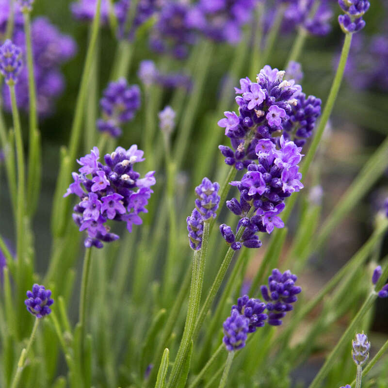 Lavendel Lavandula angustifolia 'Thumbelina Leigh' blau
