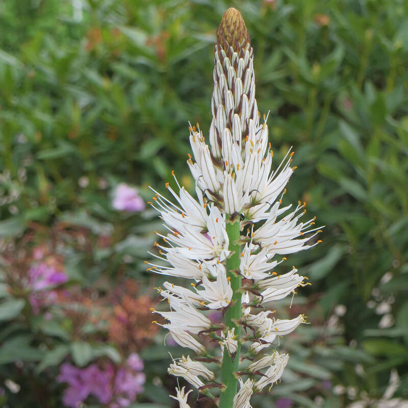 Affodill - Asphodelus albus - weiß