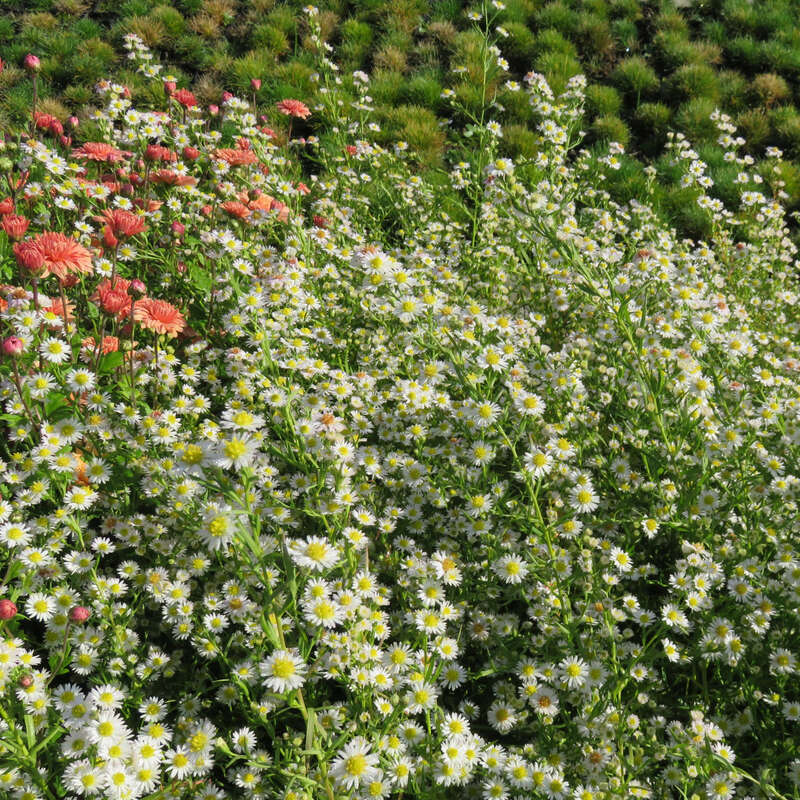 Aster - Aster ericoides &amp;#39;Schneegitter&amp;#39; - weiß