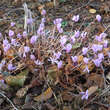 Cyclamen hederifolium: Bild 4/5