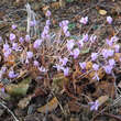 Cyclamen hederifolium: Bild 4/5