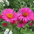Aster n.a. 'Alma Pötschke': Bild 4/7