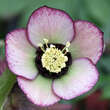 Helleborus or. 'Spring Midnight': Bild 1/2
