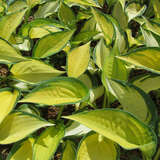 Hosta 'Orange Marmalade' - Funkie, Herzlilie