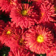 Chrysanthemum ind. 'Brennpunkt': Bild 3/5