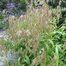 Chasmanthium latifolium (Uniola) - Plattährengras