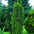 Taxus baccata 'Fastigiata': Bild 1/3