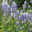 Aconitum cammarum 'Bicolor': Bild 7/7