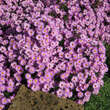 Aster d. 'Herbstgruß v. Bresserhof': Bild 5/6