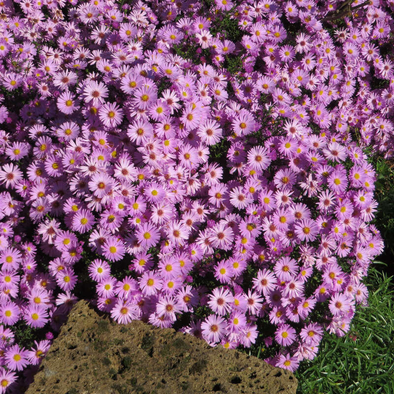 Kissenaster Aster dumosus 'Herbstgruß von Bresserhof' rosa
