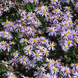 Aster ageratoides 'Adustus Nanus' - Aster