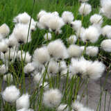 Eriophorum vaginatum - Scheidenwollgras