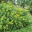 Corydalis lutea: Bild 5/8