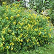 Corydalis lutea: Bild 5/8