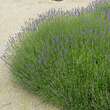 Lavandula angustifolia: Bild 7/7