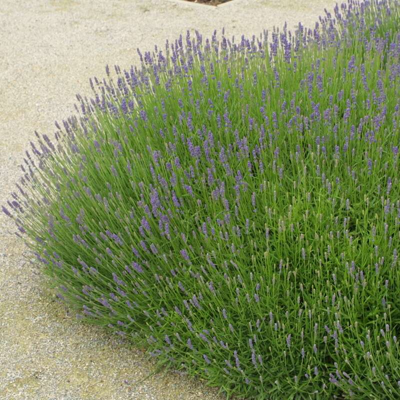 Lavendel Lavandula angustifolia