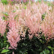 Astilbe arendsii 'Look At Me': Bild 3/4