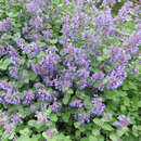 Nepeta faassenii - Katzenminze