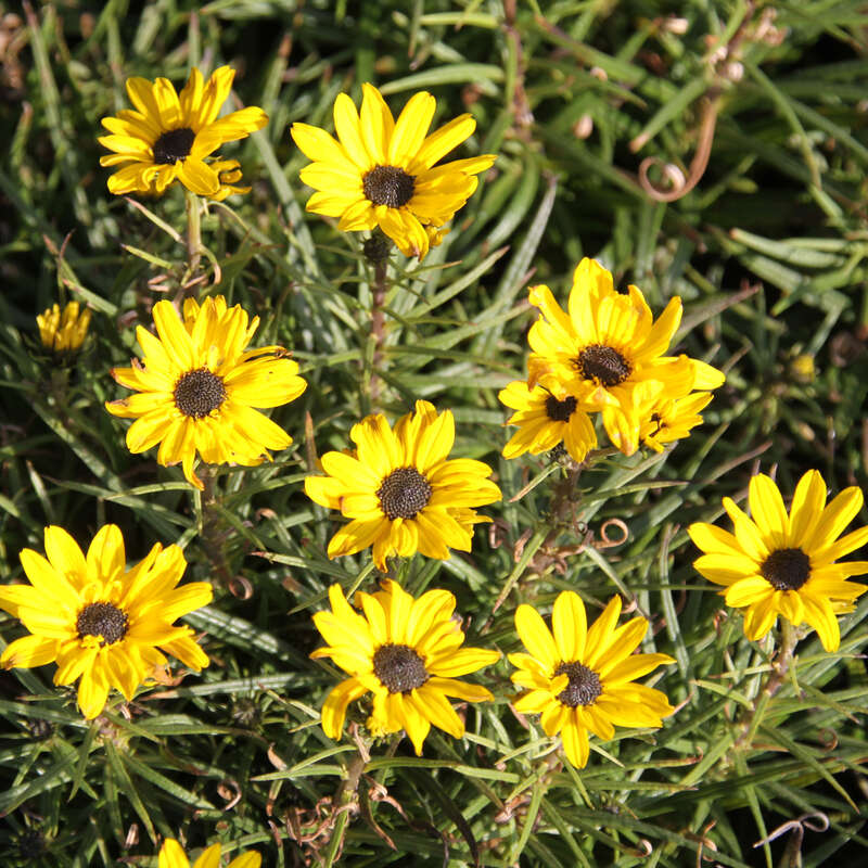 Weidenbl ttrige Sonnenblume Helianthus salic. Table Mountain