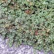 Acaena buchananii: Bild 3/4