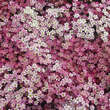 Saxifraga arendsii 'Purpurmantel': Bild 2/2