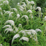 Lysimachia clethroides - Schnee-Felberich