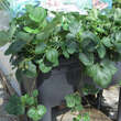 Fragaria ananassa 'White Dream': Bild 5/5