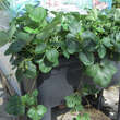 Fragaria ananassa 'White Dream': Bild 5/5