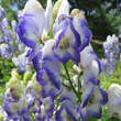 Aconitum cammarum 'Bicolor': Bild 5/7