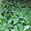 Convallaria majalis: Bild 5/5