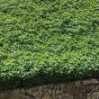 Hypericum calycinum: Bild 5/7
