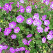 Geranium 'Sweet Heidy': Bild 2/2