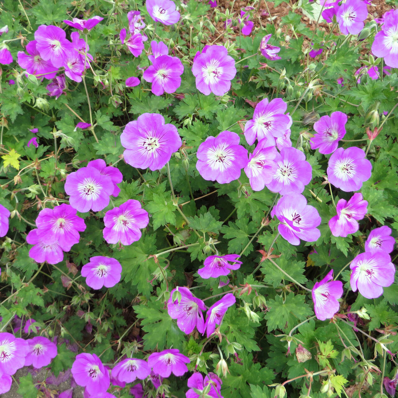 DauerblüherStorchschnabel Geranium 'Sweet Heidy' lila