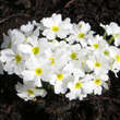 Primula juliae 'Schneewittchen': Bild 4/4