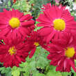 Chrysanthemum ind. 'Ceddie Mason': Bild 2/3