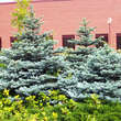 Picea pungens 'Glauca Globosa': Bild 1/1