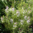 Amsonia tabernaemontana: Bild 4/4