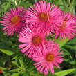 Aster n.a. 'Alma Pötschke': Bild 3/7