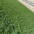 Hypericum calycinum: Bild 6/7