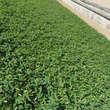 Hypericum calycinum: Bild 7/7