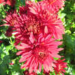 Chrysanthemum ind. 'Brennpunkt': Bild 2/5