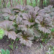 Rodgersia podophylla 'Rotlaub': Bild 1/1