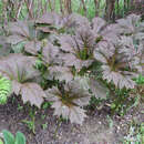 Rodgersia podophylla 'Rotlaub' - Schaublatt
