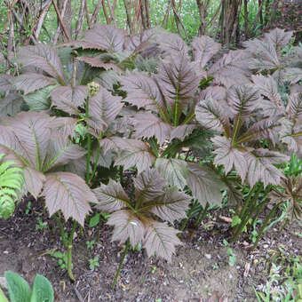 Rodgersia podophylla 'Rotlaub'
