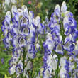 Aconitum cammarum 'Bicolor': Bild 6/7