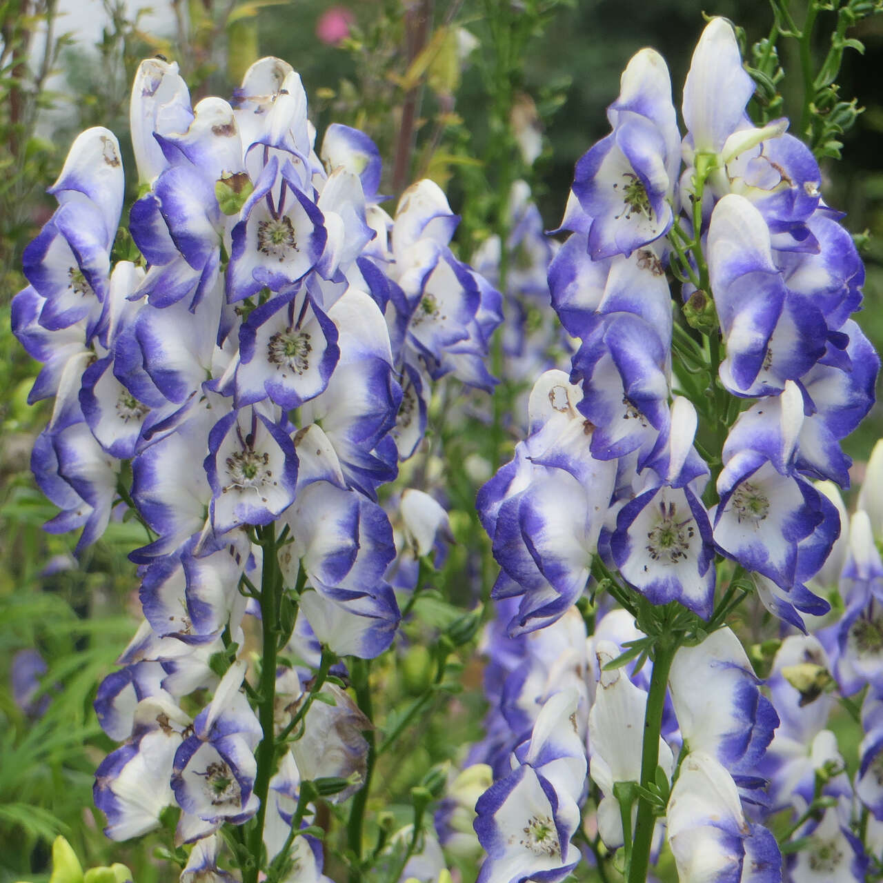 Eisenhut - Aconitum cammarum ‘Bicolor’ - blau