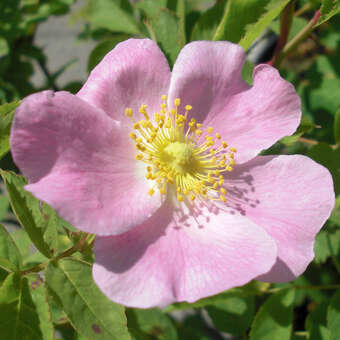 Rosa dumalis